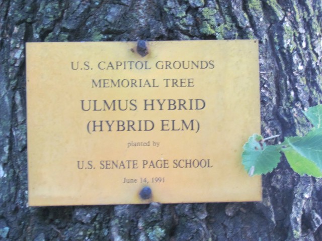 Ulmus americana PlantLegacyUlmusHybridSenatePageSchoolSign.JPG