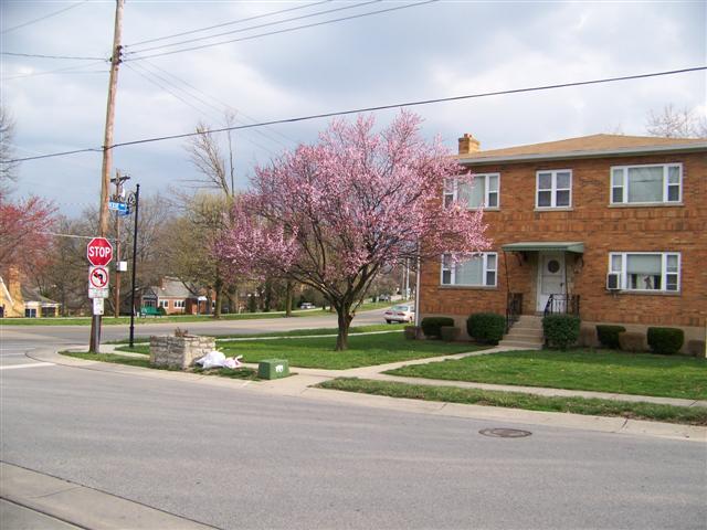 Picture of Prunus cerasifera 'Thundercloud' Thundercloud Cherry Plum or Thundercloud Purple-Leaf Plum