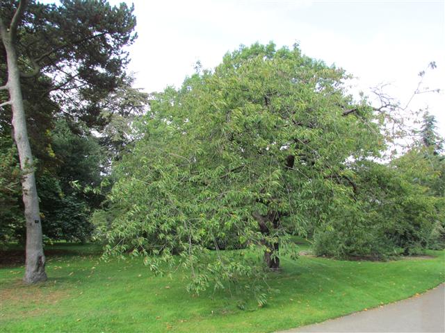 Prunus avium PrunusAviumPlenaFullKew.JPG