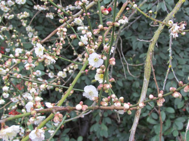 Prunus mume PrunusMumaBranches.JPG
