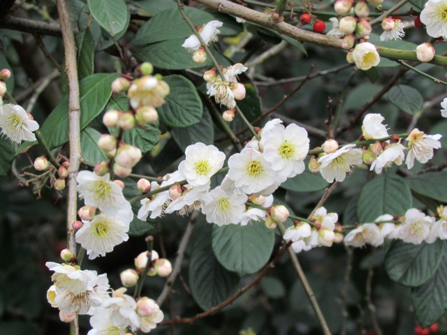 Prunus mume PrunusMumaFlowerClose.JPG