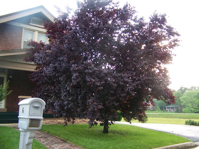 Prunus cerasifera PrunusThundercloud.JPG