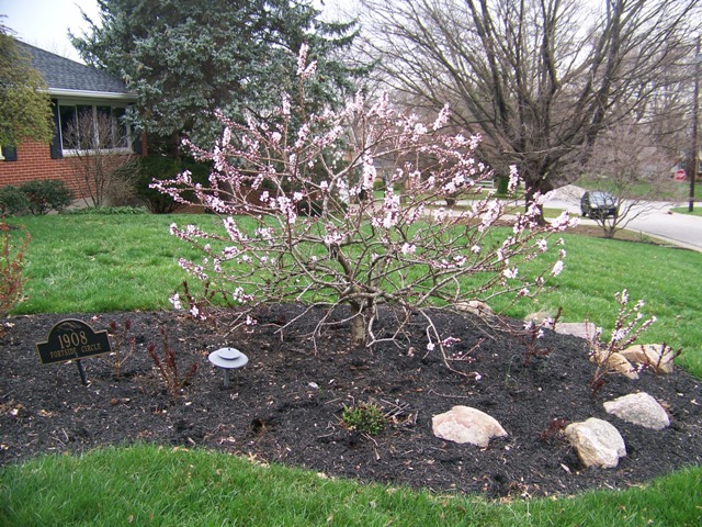Prunus persica PrunuspersicaDwarfform.JPG