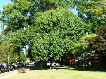 Pyrus calleryana Pyrus.calleryana.Bradford.JPG