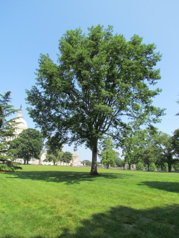 Quercus alba QuercusAlbaCapitolHill.JPG