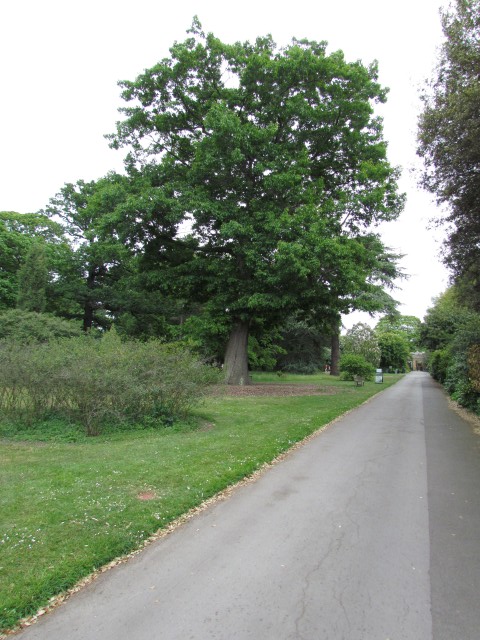 Quercus rubra QuercusRubraKew2Full3.JPG
