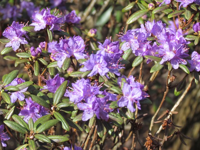 Rhododendron russatum RBGEdinburghRhododendronRussatumFlowerDetail.JPG