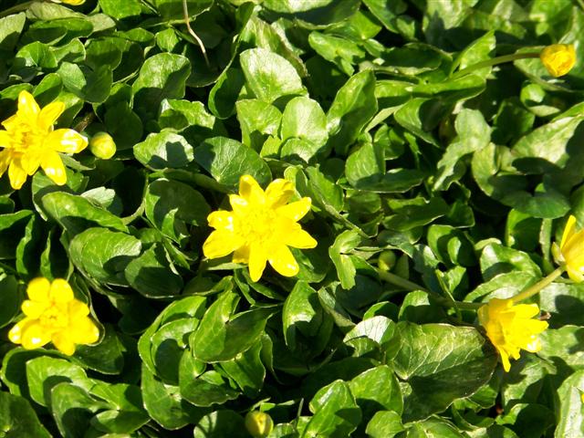 Picture of Ranunculus ficaria  Lesser Celandine