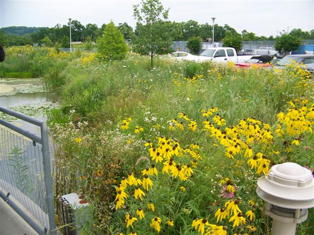 Picture of Ratibida pinnata  Prairie Coneflower or Mexican Hat Flower
