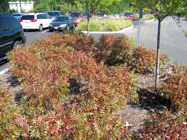 Picture of Rhus copallina var. latifolia 'Morton' Prairie Flame� Dwarf Sumac