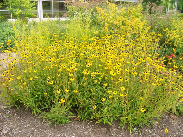 Rudbeckia fulgida RudbeckiaGoldsturm.JPG
