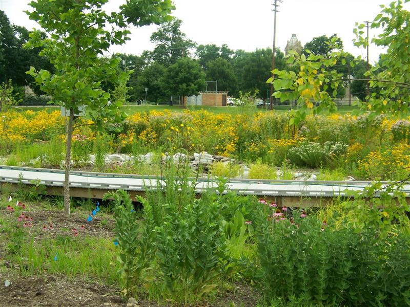 Salvia farinacea SalwayParkRainGardenBridge.JPG