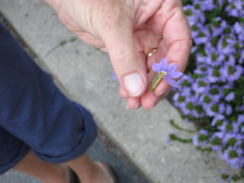 Scaevola aemula Scaevola_aemula_flower.JPG
