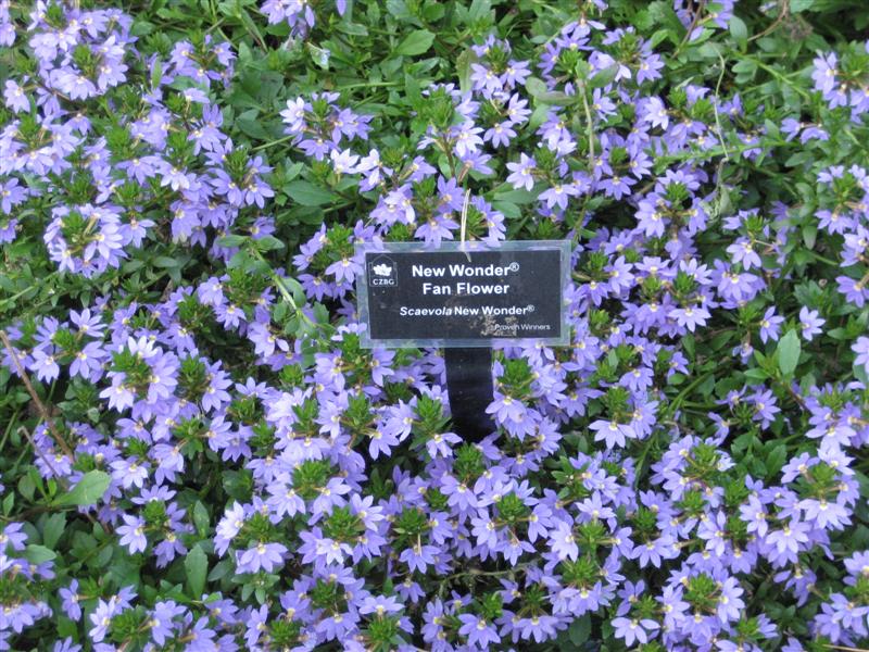Scaevola aemula Scaevola_aemula_plant_and_sign.JPG