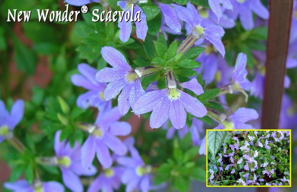 Picture of Scaevola aemula 'New Wonder�' New Wonder� Fan Flower