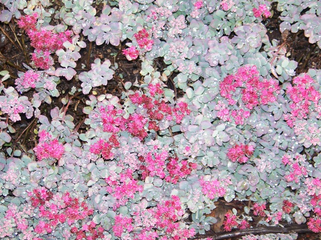 Sedum cauticola Sedumcauticola2.JPG