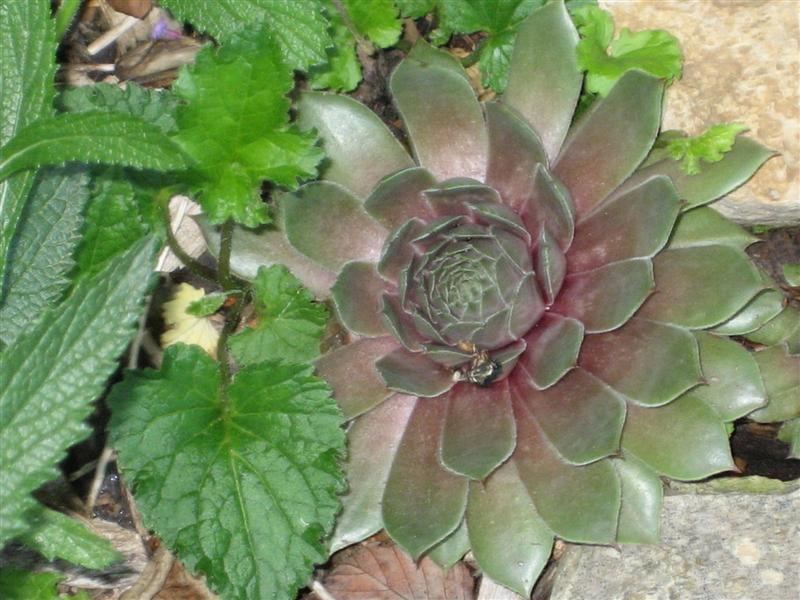 Sempervivum tectorum  Sempervivumspp.JPG