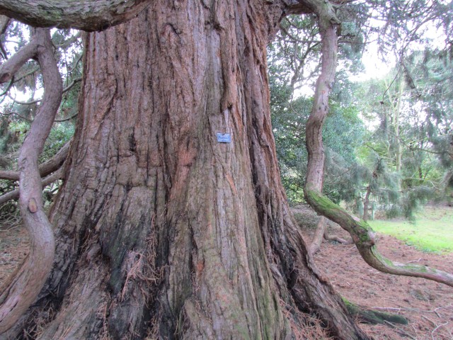 Sequoiadendron giganteum SequoiadendronGiganteum3_Trunk.JPG