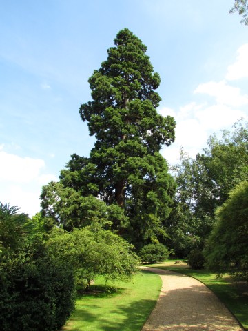 Sequoiadendron giganteum SequoiadendronGiganteumFull2CUBG.JPG