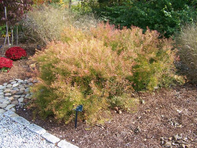 Picture of Spiraea thunbergii 'Ogon' Mellow Yellow� Mellow Yellow Spirea