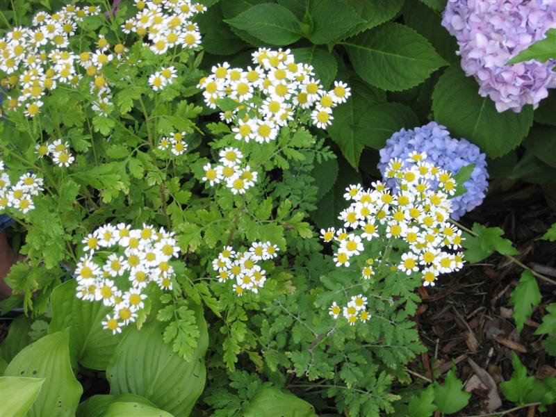 Tanacetum parthenium Tanacetum_panthenum_flower.JPG