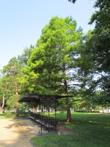 Taxodium distichum TaxodiumDistichumCapitolHill.JPG