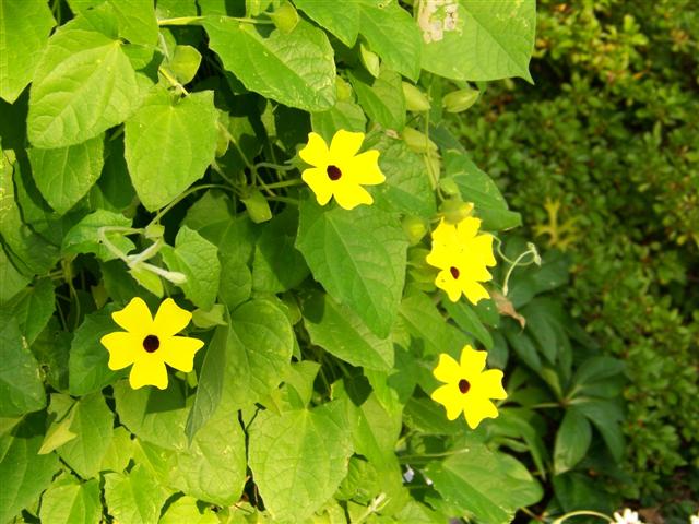 Picture of Thunbergia alata Lemon A-Peel� Lemon A-Peel Black Eyed Susan Vine