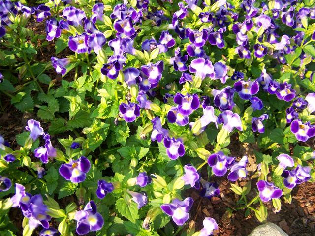 Picture of Torenia  Catalina� Midnight Blue Catalina Midnight Blue Wishbone Flower