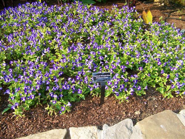 Picture of Torenia  Catalina� Midnight Blue Catalina Midnight Blue Wishbone Flower