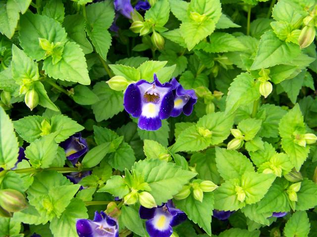 Picture of Torenia  Catalina� Midnight Blue Catalina Midnight Blue Wishbone Flower
