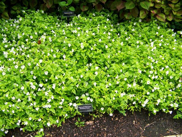 Picture of Torenia  Catalina� White Linen Catalina White Linen Wishbone Flower