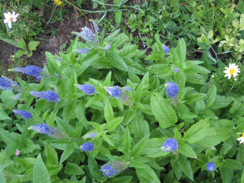 Veronica spicata Veronica_spicata_plant.JPG