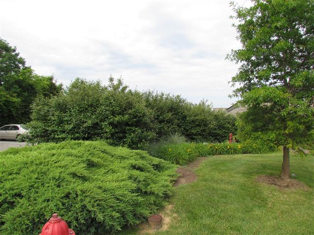 Viburnum x burkwoodii ViburnumBurkwoodiiPlanting2.JPG