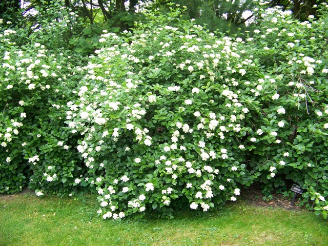 Picture of Viburnum dentatum 'Morton' Northern Burgundy� Northern Burgundy Arrowwood Viburnum