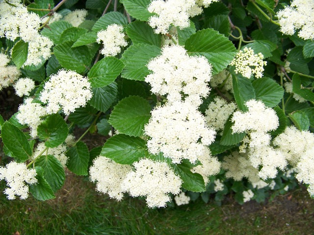 Picture of Viburnum dentatum 'Morton' Northern Burgundy� Northern Burgundy Arrowwood Viburnum