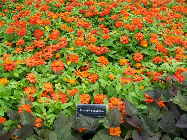 Picture of Zinnia  Zahara� Fire 