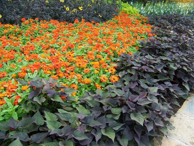 Picture of Zinnia  Zahara� Fire 