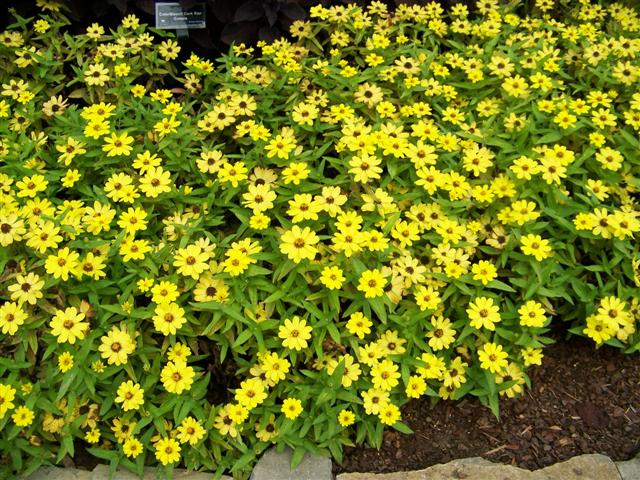 Picture of Zinnia  Zahara� Yellow Zinnia