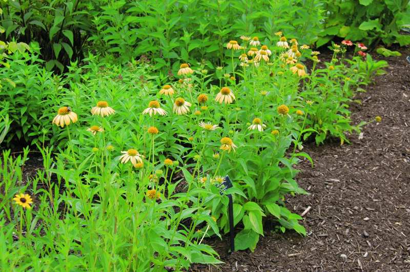 Picture of Echinacea 'Harvest Moon' Big Sky � Harvest Moon Coneflower