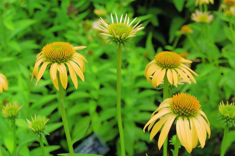 Picture of Echinacea 'Harvest Moon' Big Sky � Harvest Moon Coneflower