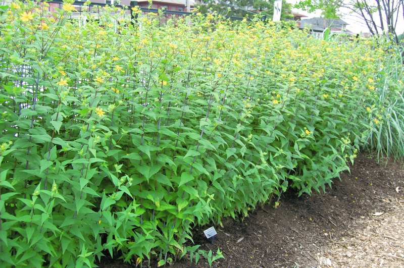 Picture of Helianthus divaricatus  Woodland Sunflower