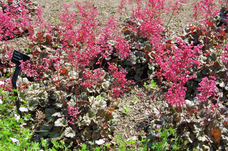 Picture of Heuchera  �Rave On� Rave On Coral Bells