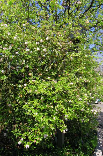 Picture of Viburnum x burkwoodii  Burkwood Viburnum