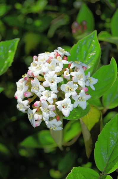 Picture of Viburnum x burkwoodii  Burkwood Viburnum