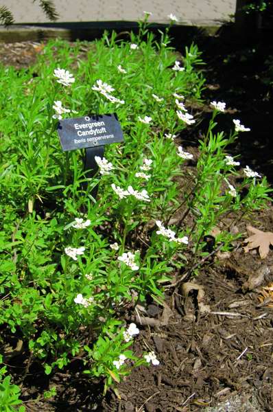Picture of Iberis sempervirens  Evergreen Candytuft