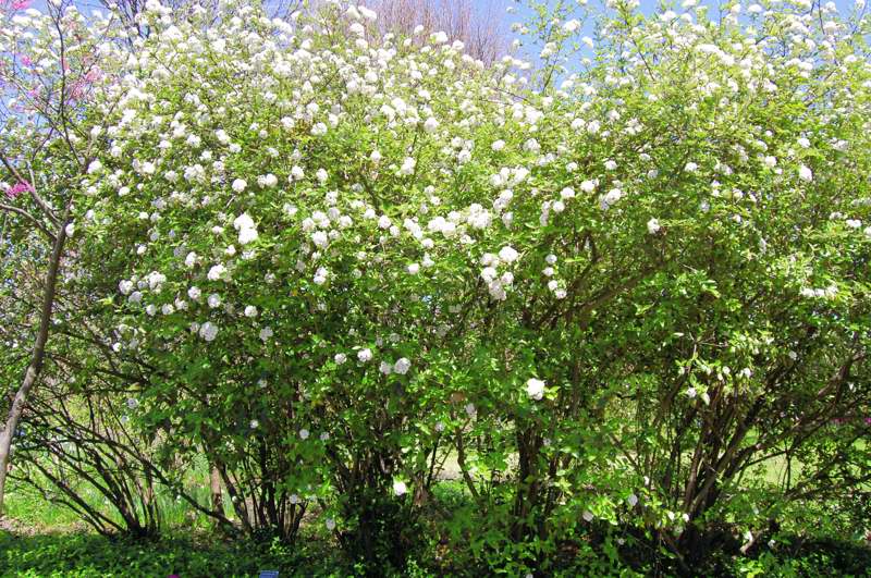 Picture of Viburnum x burkwoodii �Chenault� Chenault Viburnum