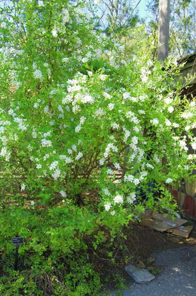Picture of Exochorda racemosa Pearlbush