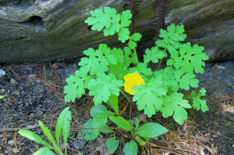 Picture of Hydrastis canadensis Goldenseal