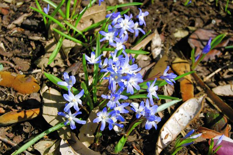 Picture of Chionodoxa luciliae Glory-of-the-Snow