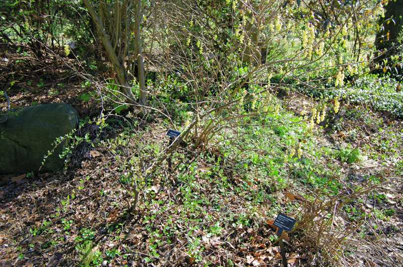 Picture of Corylopsis platypetala  Winter Hazel